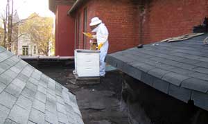 Bees on Roof